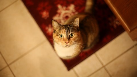 Кот, вид сверху, лицо, ожидание