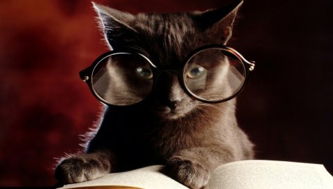 Кошка, книга, очки