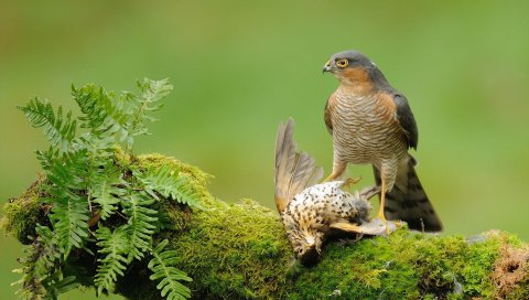 Птицы, пара, ветки, мох