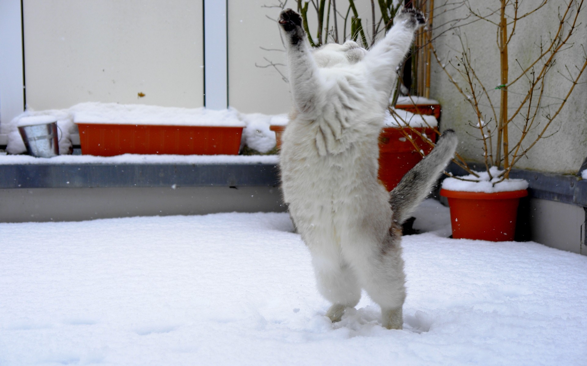 Картинки Кошка, снег, прыжок, веселье фото и обои на рабочий стол