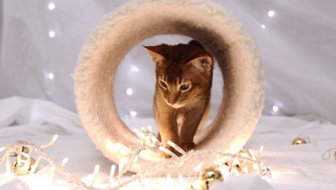 Кошка, фотосессия, сидение, морда