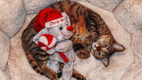 Кошка, игрушка, ложь, сон, игривый