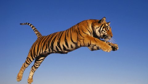 Тигр, прыжок, хищник
