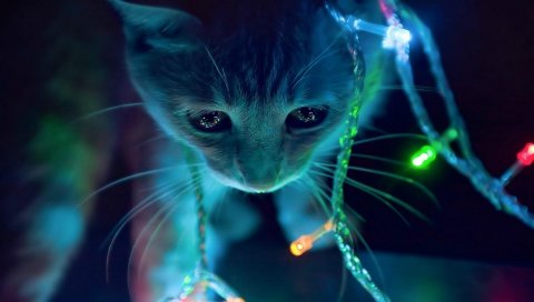 Кошка, гирлянды, лицо, свет