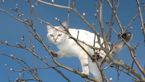 Кошка, дерево, скалолазание, небо