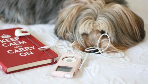 Собаки, игрок, книга, сон