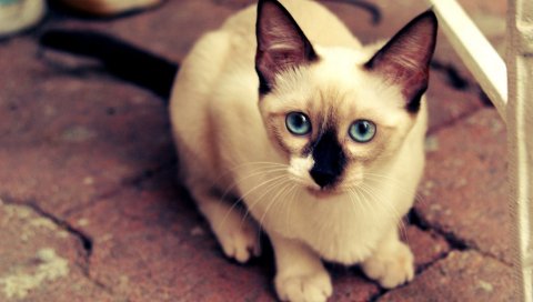 Котенок, лицо, глаза, пятнистые