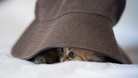Кошка, шляпа, глаза, игривые
