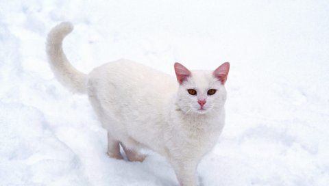 Кошка, белый, снег, мороз