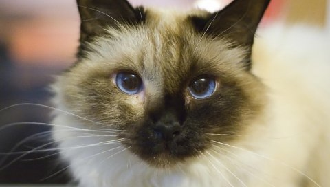 Кошка, лицо, грустный, глаза, голубые глаза