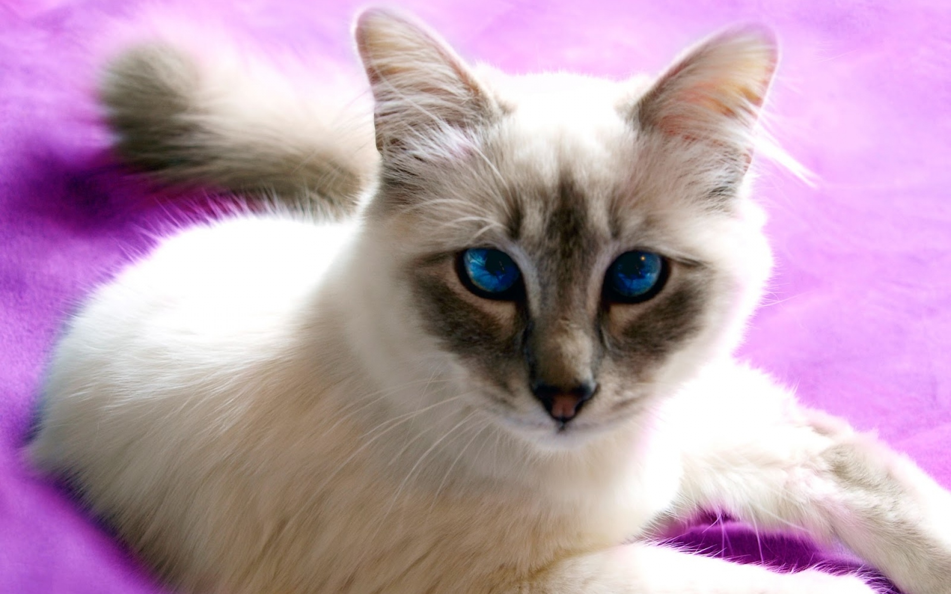 Породы котов с голубыми глазами