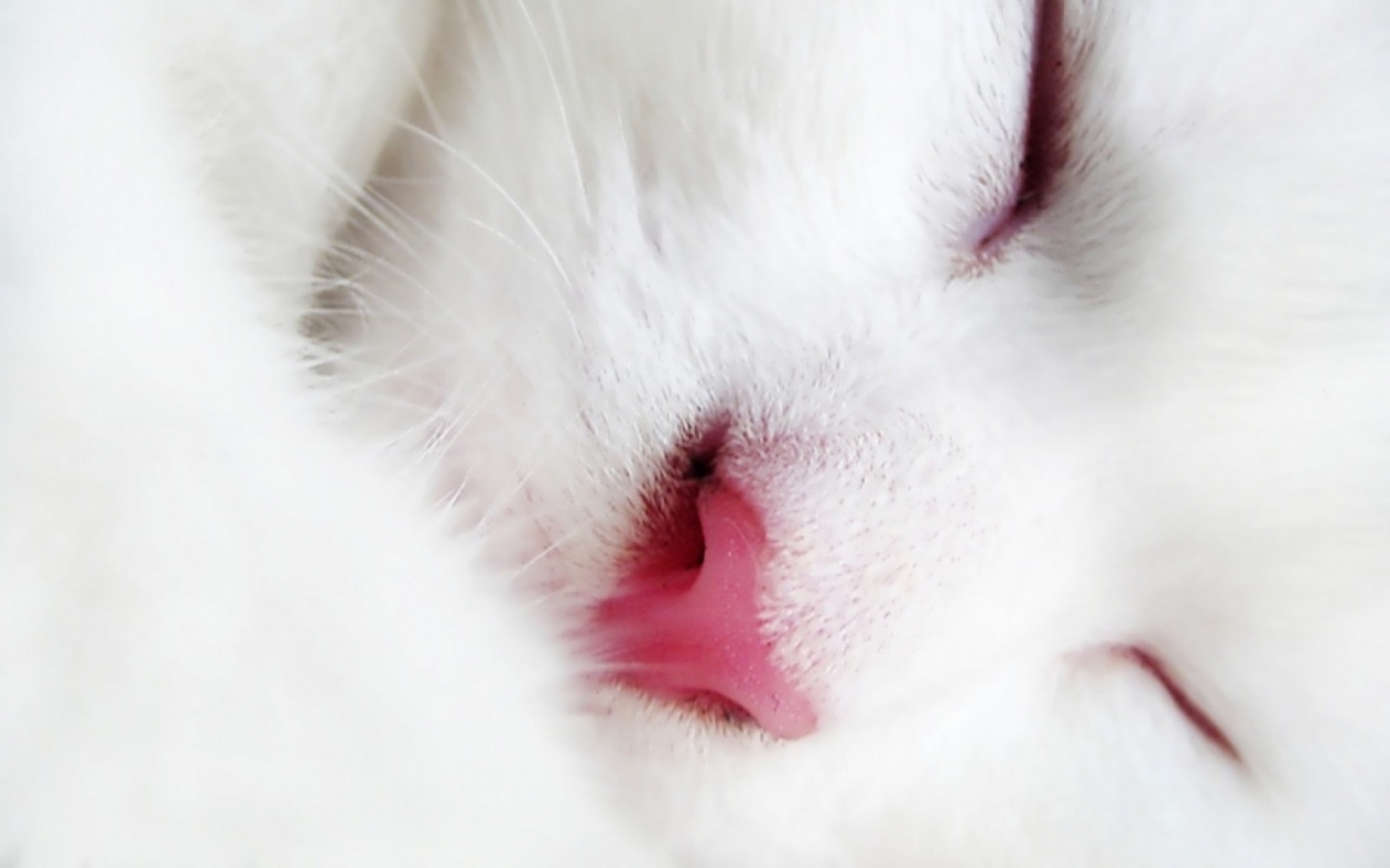 Красивые киски крупный план видео. Спящий белый кот. Белый котик.