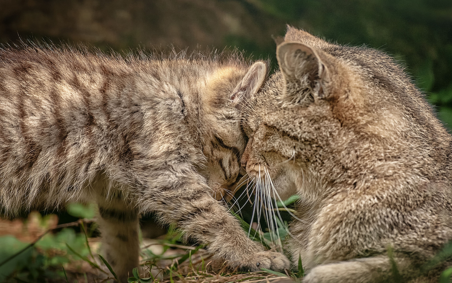 Картинки Кошка, котенок, забота, нежность фото и обои на рабочий стол