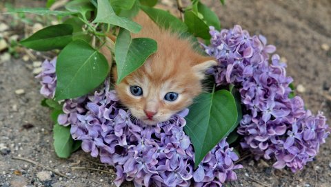 Котенок, сирень, сон, ложь