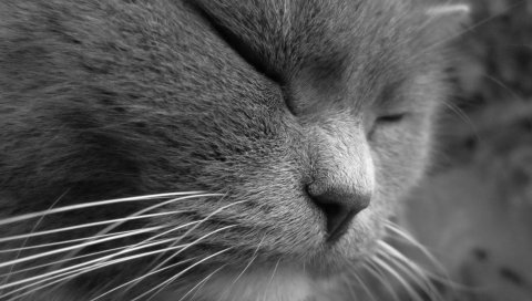 Кошка, лицо, глаза, сон, косоглазие