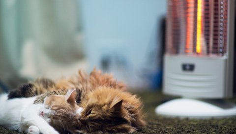 Кошки, ложь, пушистые