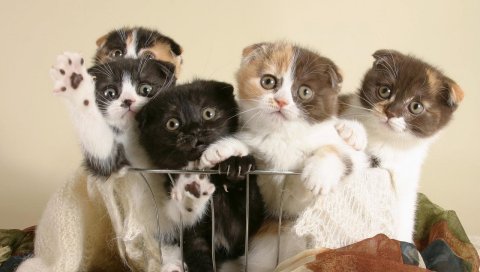 Котята, шоппинг, много, интересно
