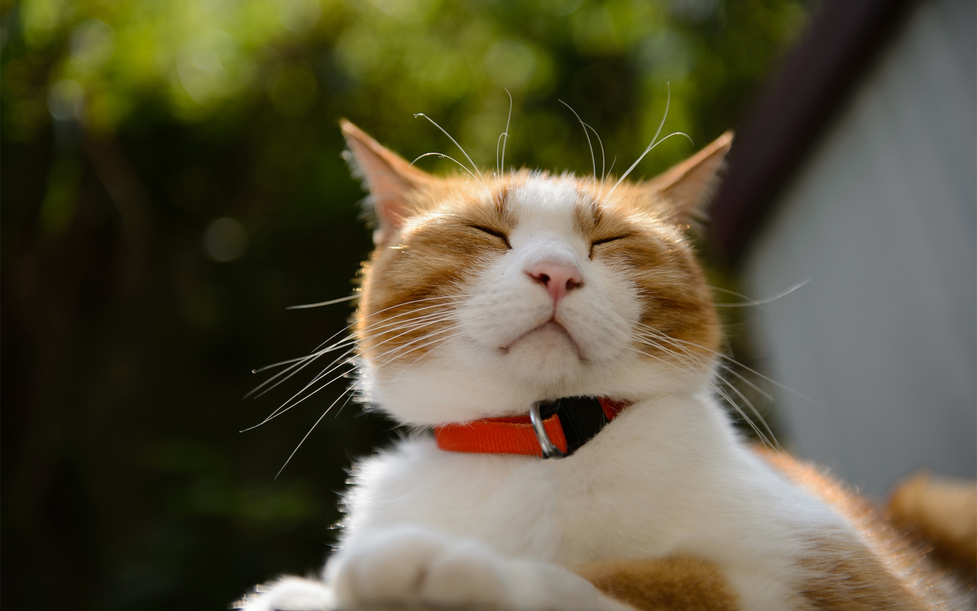 Картинки Кошка, лицо, косоглазие, воротник фото и обои на рабочий стол