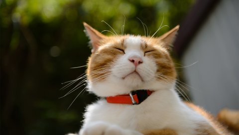 Кошка, лицо, косоглазие, воротник