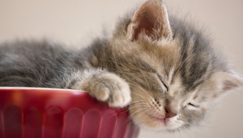 Котенок, сон, морда, пушистый
