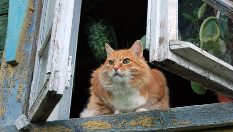 Кот, подоконник, сидеть, пушистый, цветы