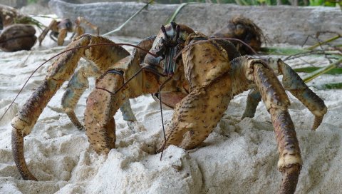 Краб, скалы, когти