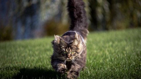 Кошка, трава, ветер, бег