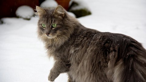 Кошка, пушистый, прогулка, осторожность