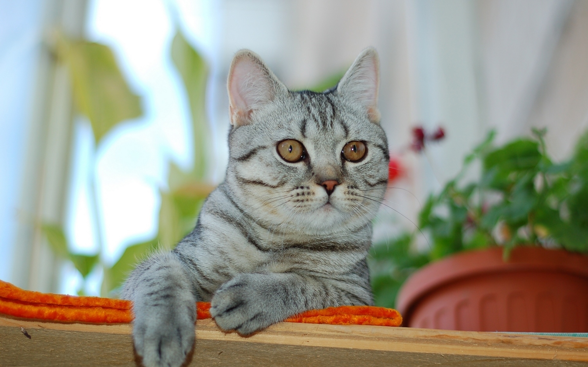 Картинки Кошка, лицо, глаза, печаль фото и обои на рабочий стол