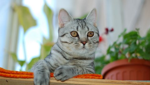Кошка, лицо, глаза, печаль