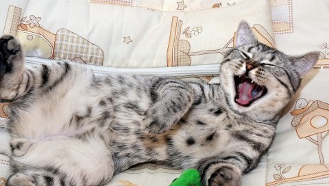 Котенок, лицо, зевок, ложь