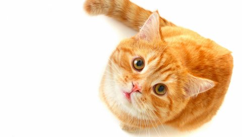 Кошка, лицо, полосатый, румянец, красивый, толстый