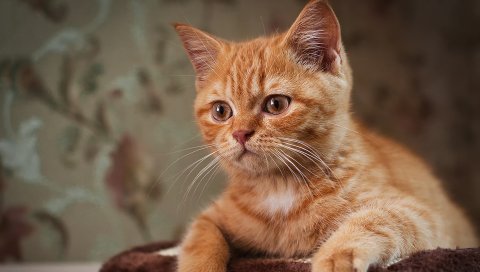 Котенок, морда, удивление
