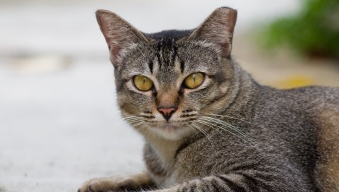 Кошка, лицо, глаза, грусть, полосатый