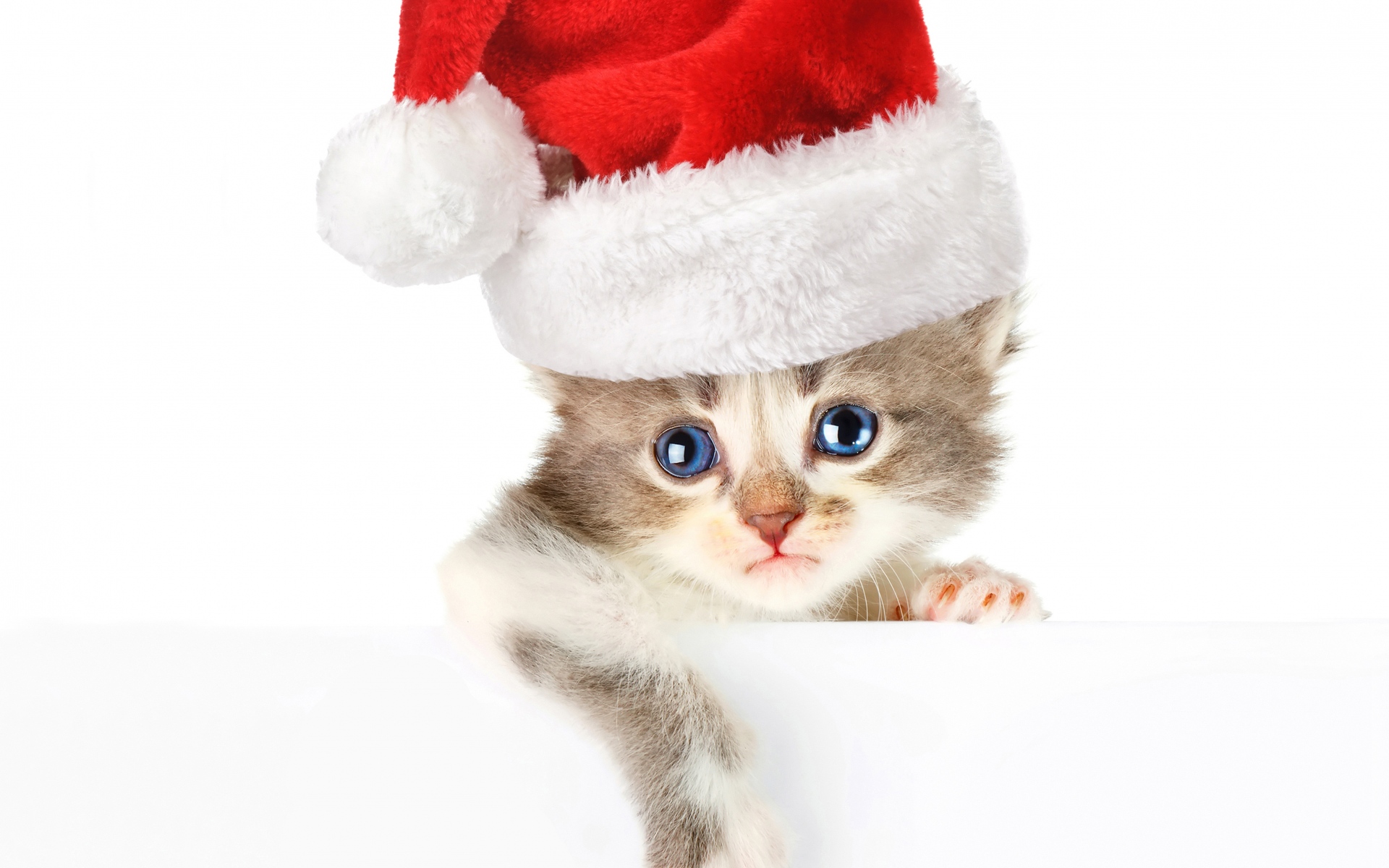 Кошка в новогодней шапке на прозрачном фоне