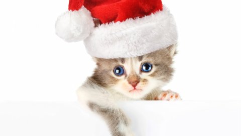 Кошка, шляпа, лицо, красивая