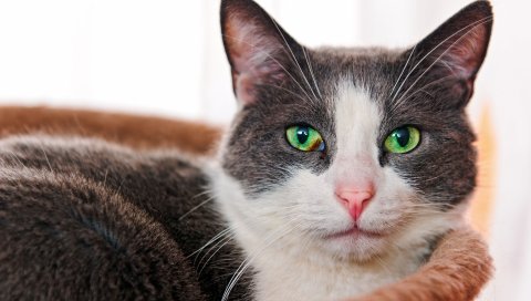 Кошка, лицо, глаза, зеленоглазые