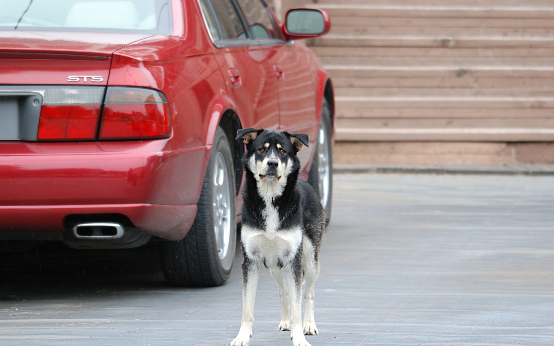 Картинки Собака, улица, автомобиль фото и обои на рабочий стол