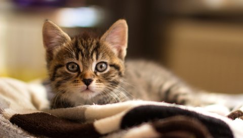 Котенок, лицо, глаза, страх