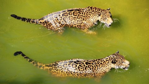 Леопарды, вода, плавание, хищники, большие кошки