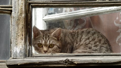 Кот, окно, рамка, смотреть