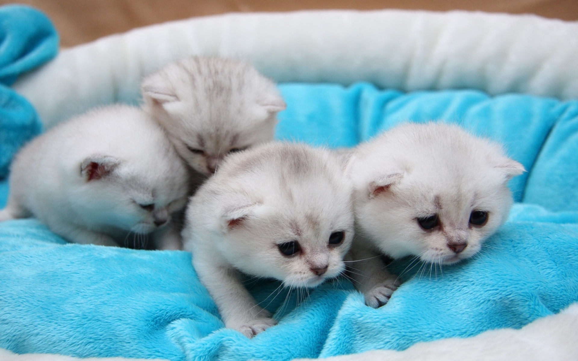 Рождающие котята. Маленький котенок. Милые котики. Котята милашки. Милый котенок.