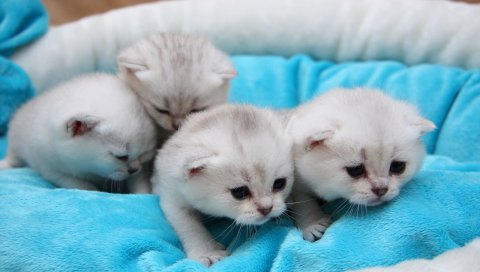 Котята, молодые, дети, ложь
