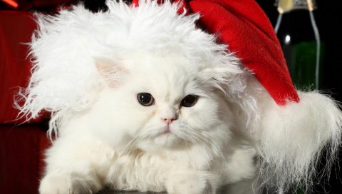 Кошка, пушистая, шляпа, толстая