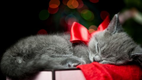 Котенок, лук, сон