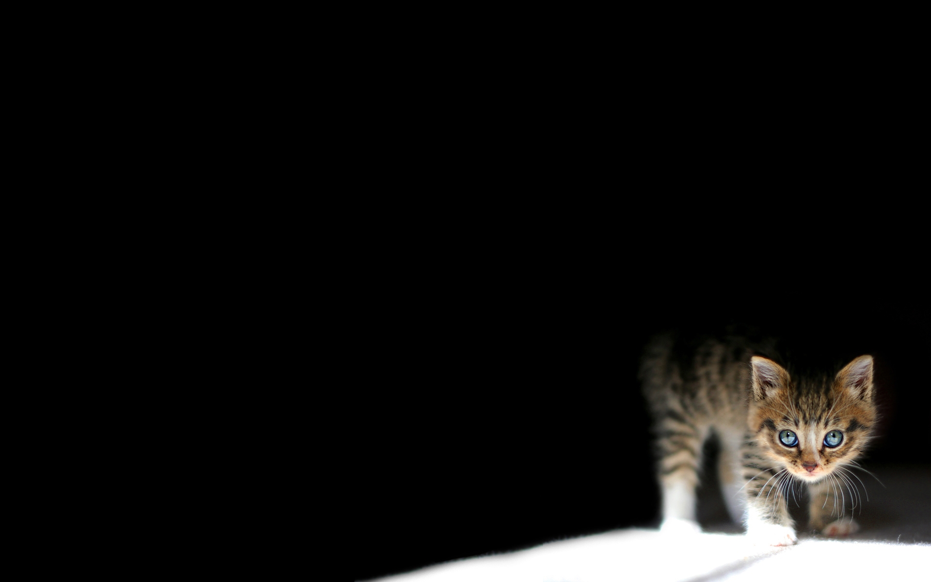 Картинки Котенок, темный, лежащий фото и обои на рабочий стол