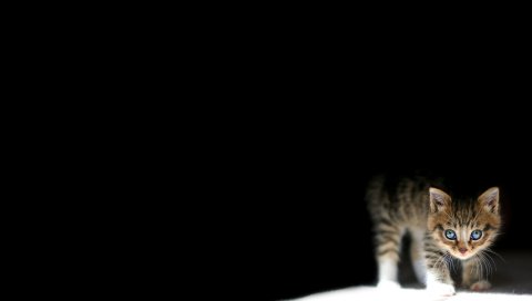 Котенок, темный, лежащий
