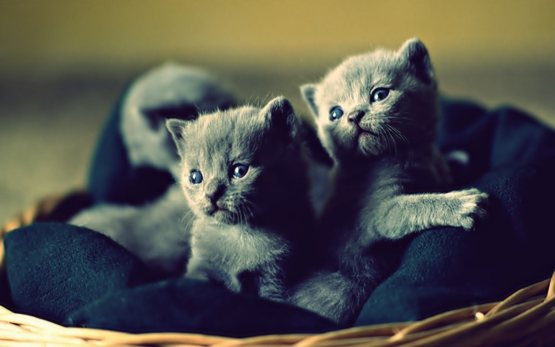 Картинки Котята, корзина, милые фото и обои на рабочий стол