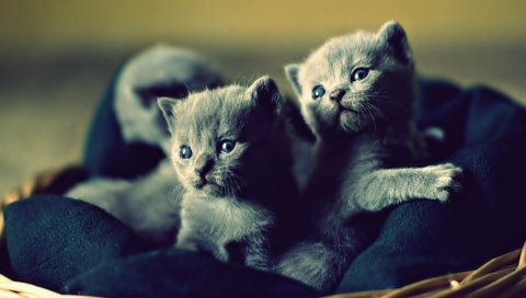 Котята, корзина, милые