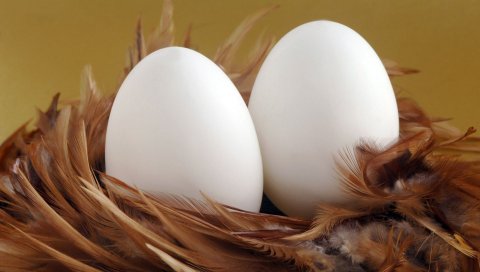 Яйца, перья, раковины